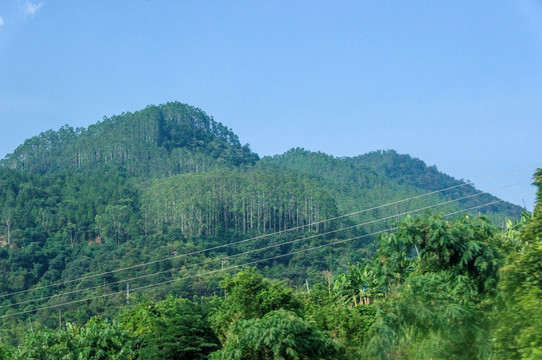 山林密