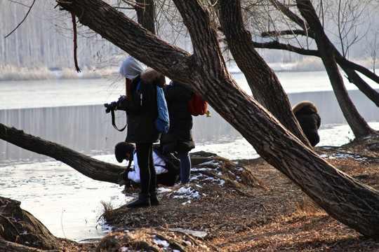 枯树学生摄影冰雪