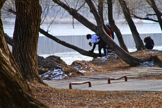 枯树学生摄影冰雪