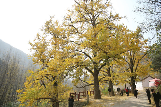 千年银杏树