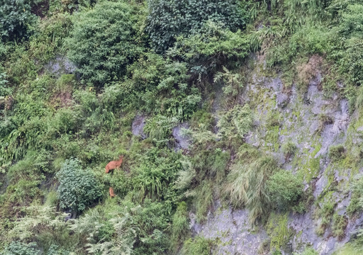 悬崖上的赤斑羚