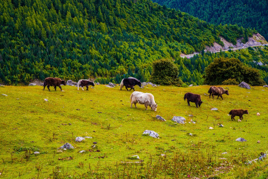 高山放牧