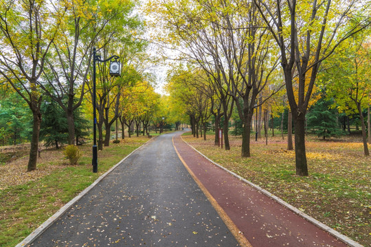 槐树树林大道秋景