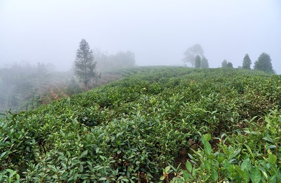 普洱茶基地