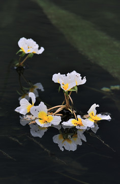 海菜花