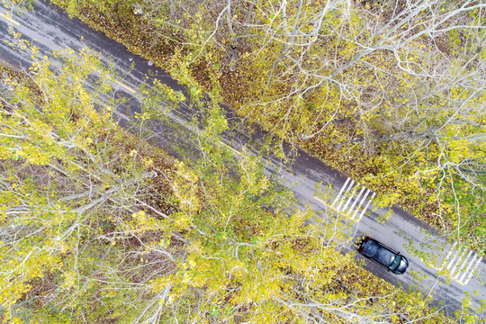 公路旁的杨树