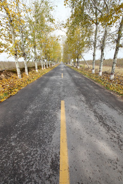 公路旁的杨树