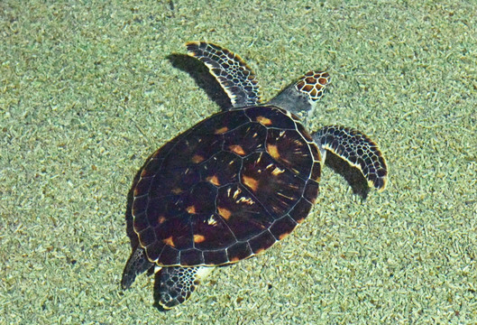 海底大海龟