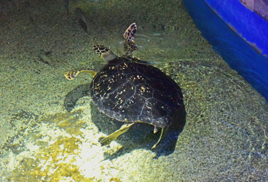 大海龟