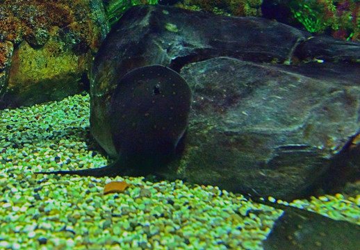 鱼缸小石子鱼缸背景图