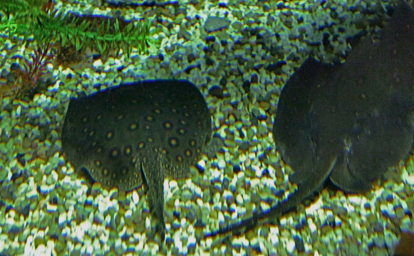 鱼缸小石子鱼缸背景图