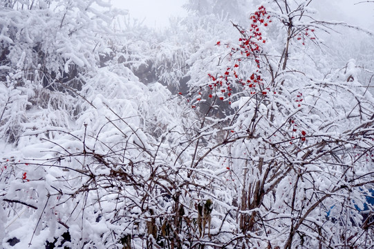 雪山树枝红果子