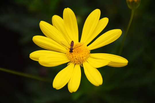 黄金菊与蜂