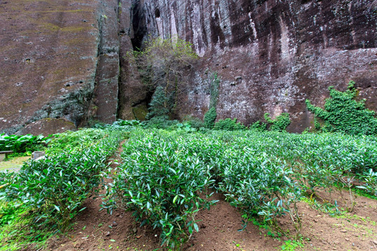 武夷山红茶品种肉桂