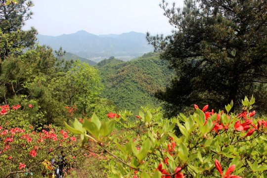 杭州富阳映山红