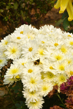 白色小菊花丛中采蜜的蜜蜂