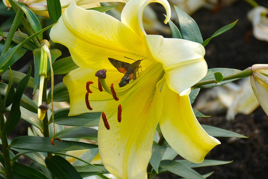 黄色百合花中采蜜的蜂鸟蛾