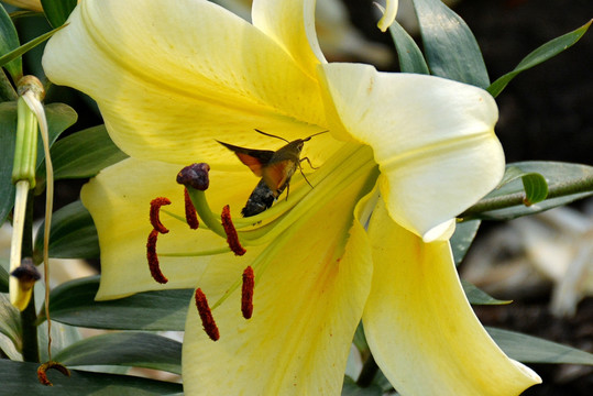黄色百合花中的蜂鸟蛾
