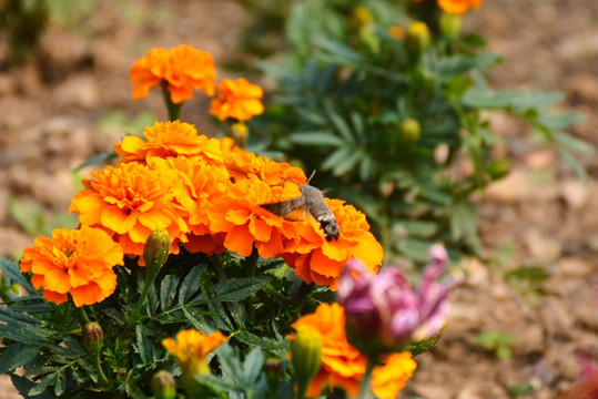 菊花丛中采蜜的蜂鸟蛾