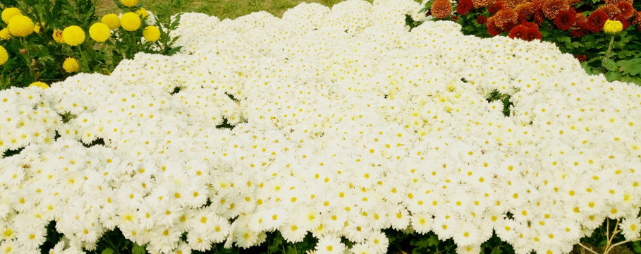 一簇簇白色的小菊花
