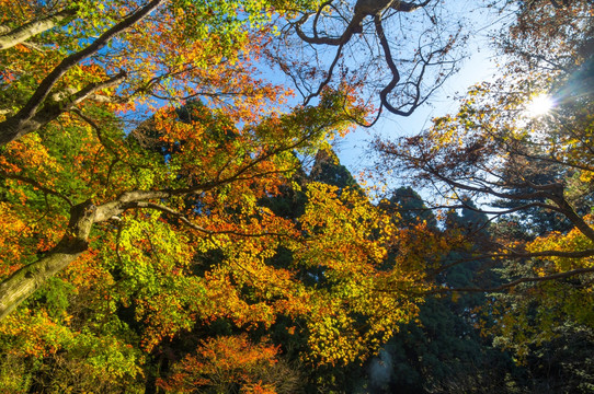 江西九江庐山地质公园深秋