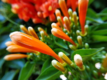 炮仗花