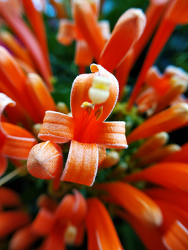 炮仗花