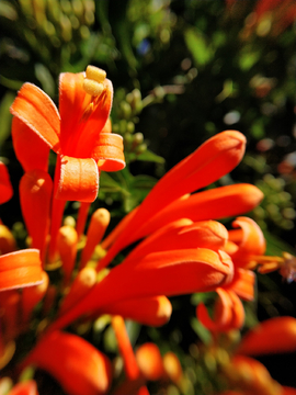炮仗花