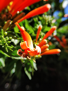 炮仗花
