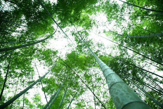 仰拍绿竹林