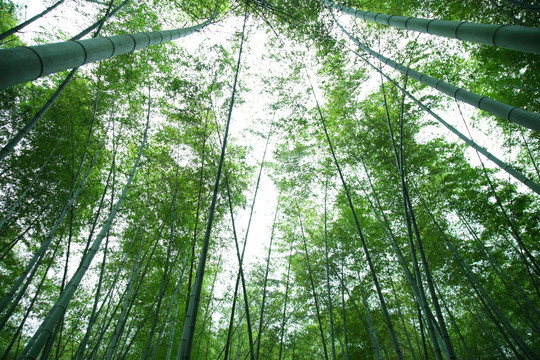 仰拍绿竹林