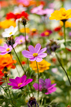 格桑花特写