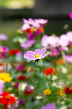 秋日里的格桑花