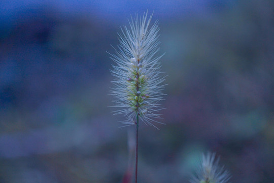 狗尾巴草