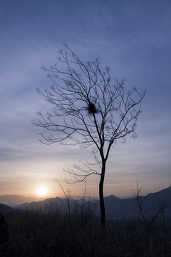 冬天清晨一棵树