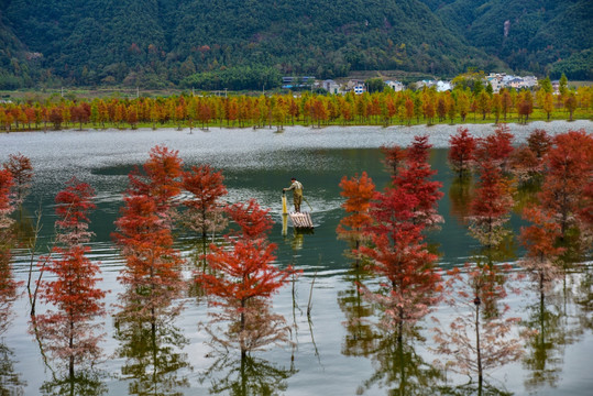 红杉树