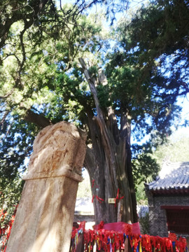 柏树