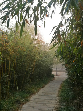 雾景