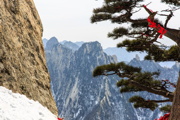 陕西华山华山松