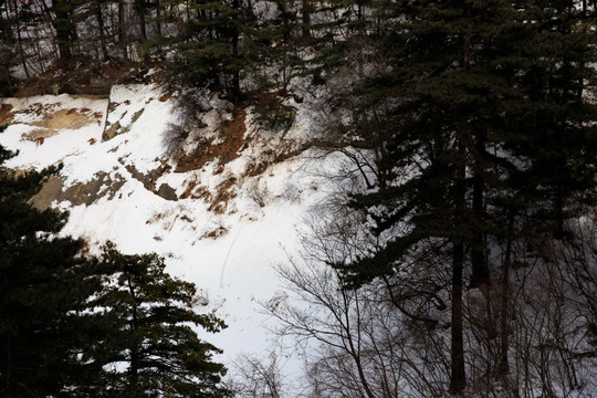 陕西华山松林