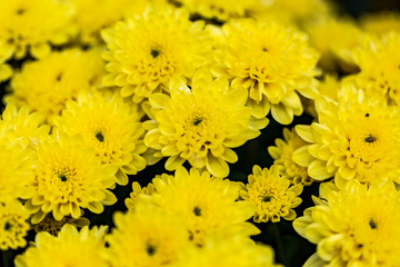 菊花素材