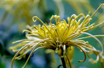 高清菊花