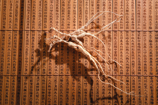 中药材人参