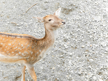 梅花鹿素材