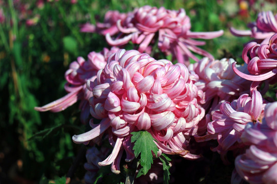 菊花
