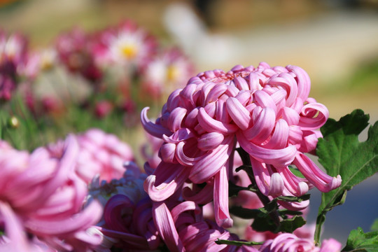 菊花