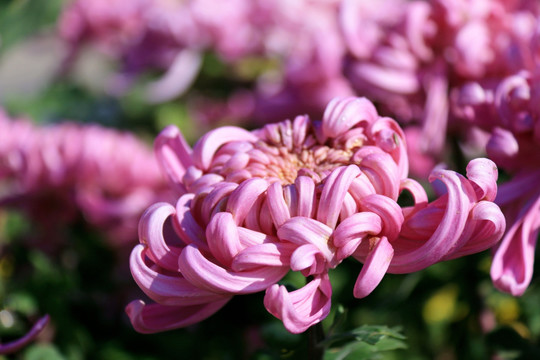 菊花特写