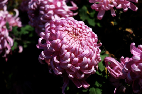 秋菊