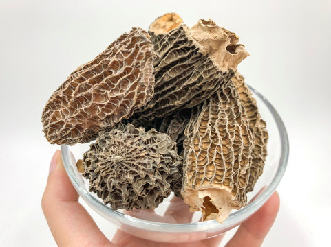 羊肚菌