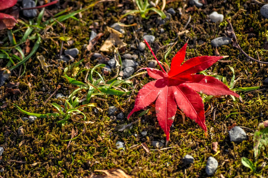 秋季的红枫叶